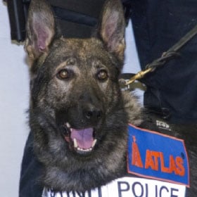 Atlas Oil buys Taylor Police a K9 dog